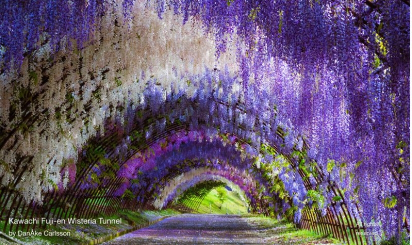 Beautiful as a fairy tale: fascinating wisteria tunnels in Japan