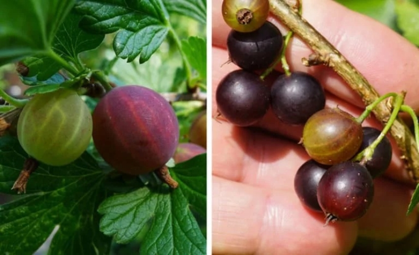 Beaver and beaver, bra and bra and other concepts that many people confuse with each other Beaver and beaver, bra and bra and other concepts that many people confuse with each other