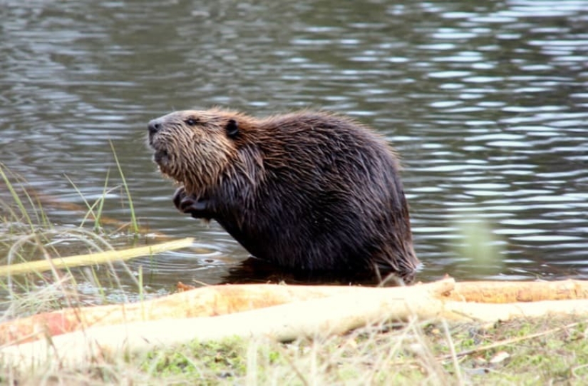 Beaver and beaver, bra and bra and other concepts that many people confuse with each other Beaver and beaver, bra and bra and other concepts that many people confuse with each other