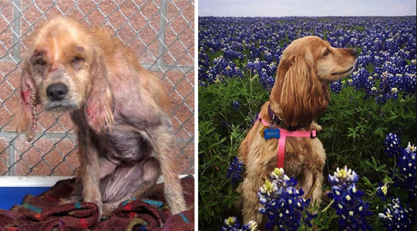Before and after: a heartbreaking examples of the transformation of the dogs who found a loving home Before and after: a heartbreaking examples of the transformation of the dogs who found a loving home