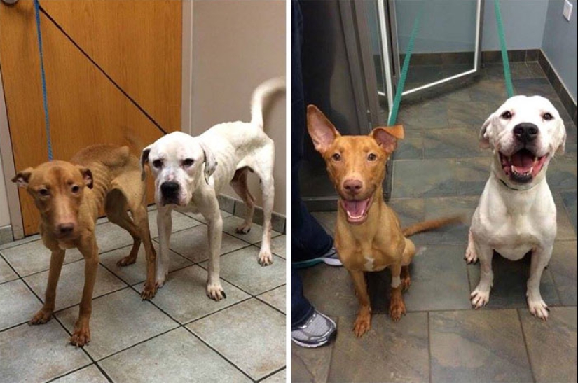 Before and after: a heartbreaking examples of the transformation of the dogs who found a loving home Before and after: a heartbreaking examples of the transformation of the dogs who found a loving home