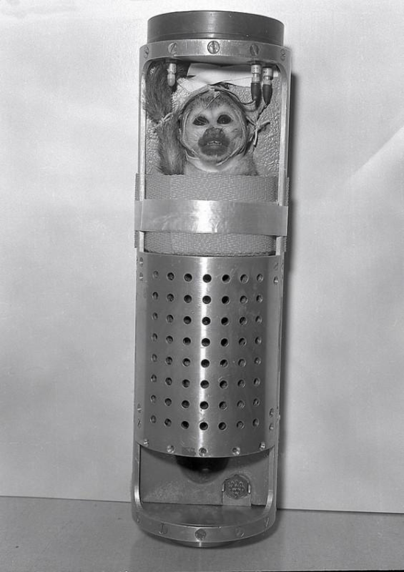 Belka, Strelka and the furry team: the story of the conquest of space by animals Belka, Strelka and the furry team: the story of the conquest of space by animals