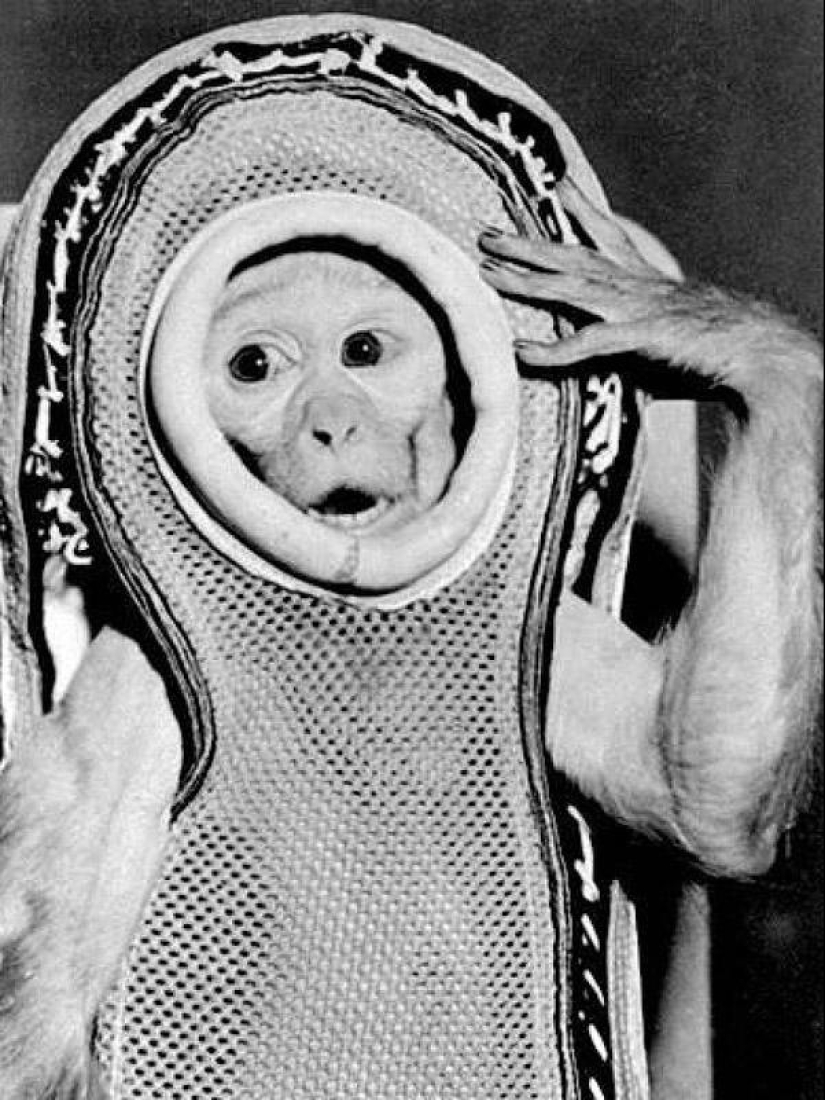 Belka, Strelka and the furry team: the story of the conquest of space by animals Belka, Strelka and the furry team: the story of the conquest of space by animals