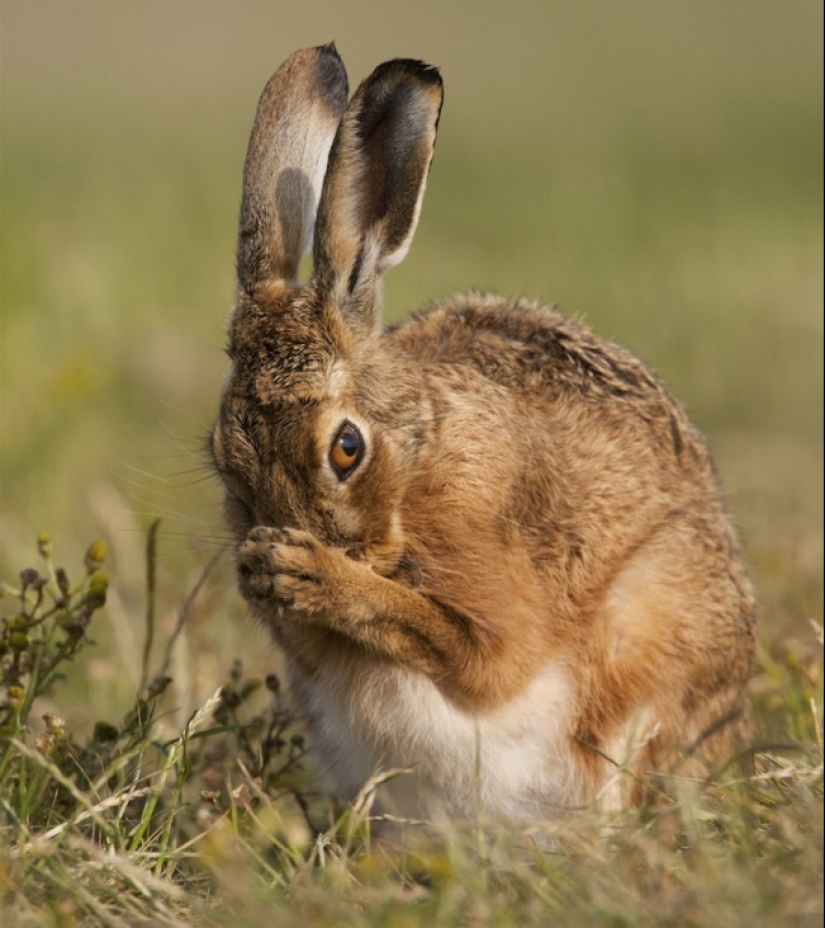 Belly house: la dulzura infinita de los animales preñados