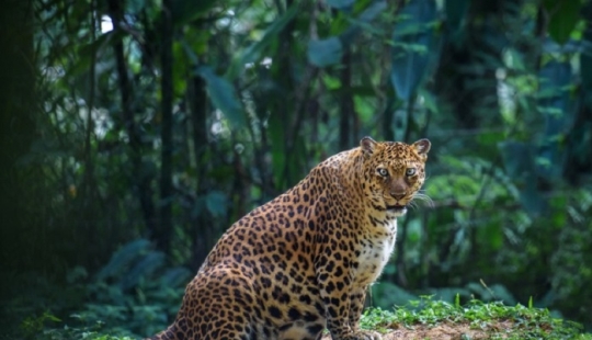 Belly house: the endless sweetness of pregnant animals