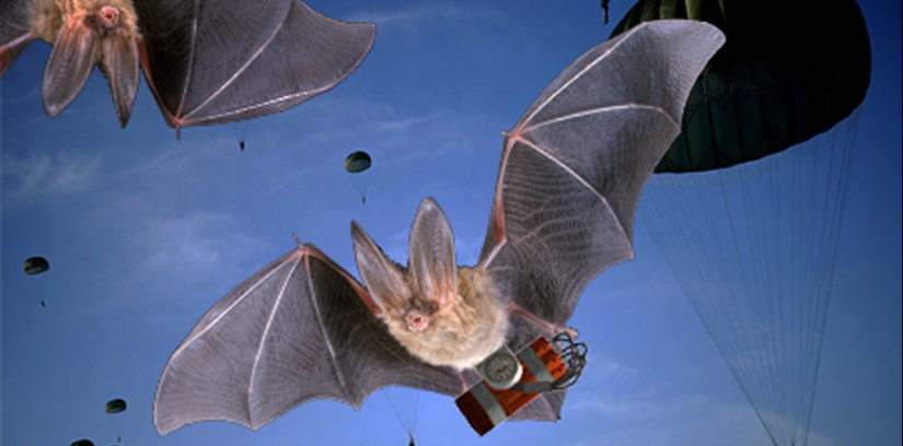 Bomba Gay y otros proyectos militares absurdos