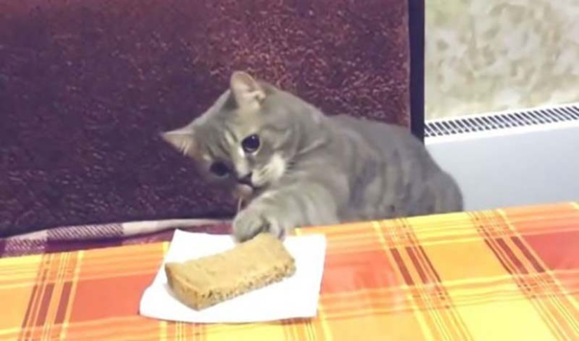 Bread-eating cats: the mystery of the unnatural predilection of pets has been revealed! Bread-eating cats: the mystery of the unnatural predilection of pets has been revealed!