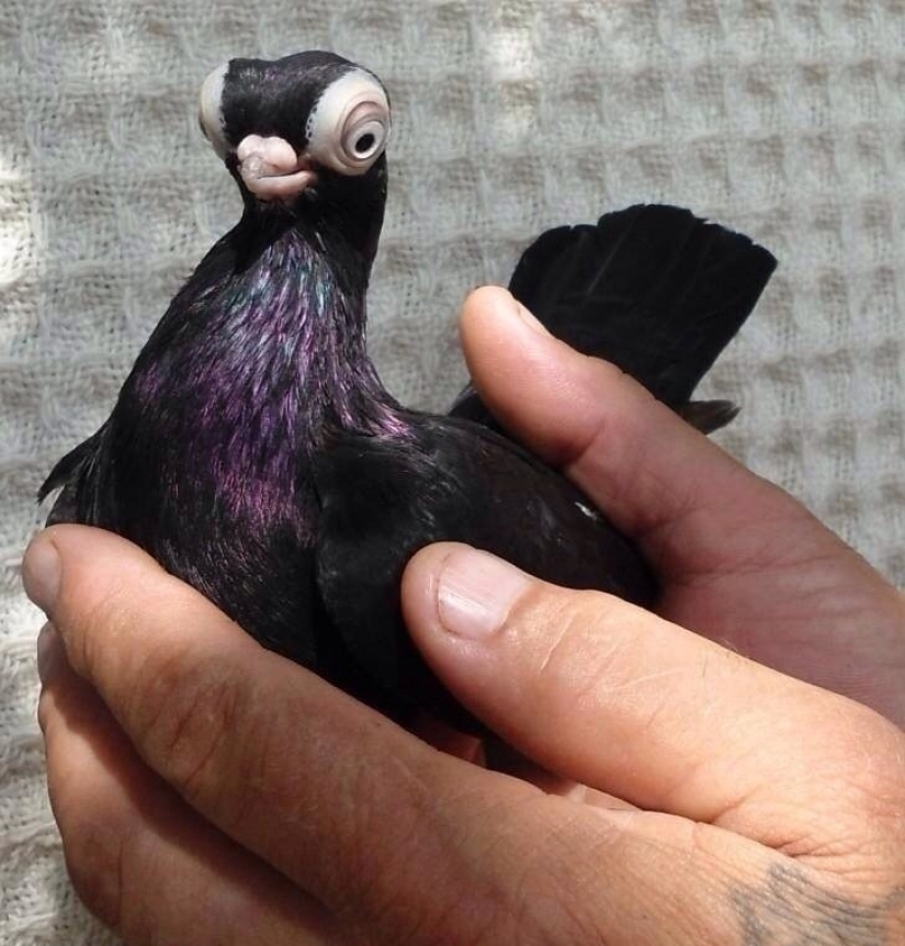 Budapest Short-billed Turman – creepy pigeon, pug of the bird world