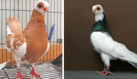 Budapest Short-billed Turman – creepy pigeon, pug of the bird world