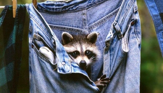 Buenas noticias de los expertos: tus jeans no necesitan ser lavados! Buenas noticias de los expertos: tus jeans no necesitan ser lavados!