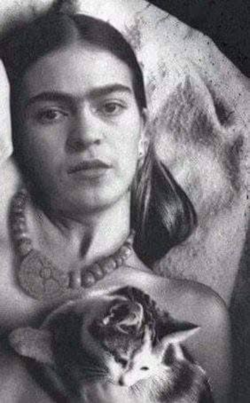 Bueno y esponjoso: el estudio demuestra que el gato de la señora no es sola histérica Bueno y esponjoso: el estudio demuestra que el gato de la señora no es sola histérica