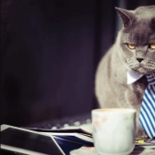 Businessmen, beware! Scientists have found a link between entrepreneurial abilities and toxoplasmosis