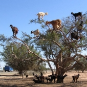 Cabras en árboles en Marruecos