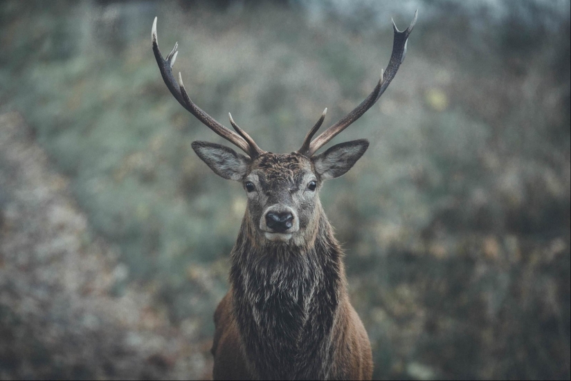 Cada foto es como una pintura: el belga crea paisajes expresivos del norte de Europa Cada foto es como una pintura: el belga crea paisajes expresivos del norte de Europa