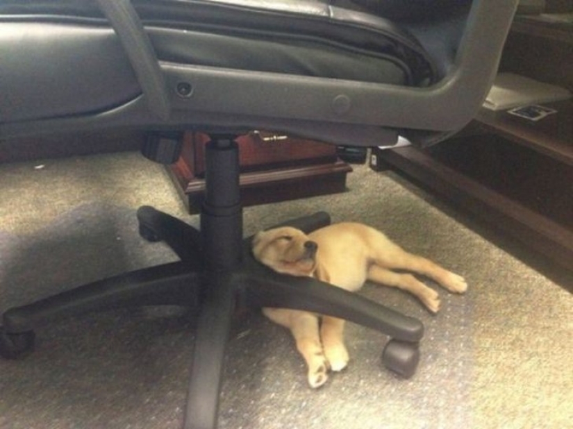 Cansado de dormir cachorros, durmiendo en un tazón