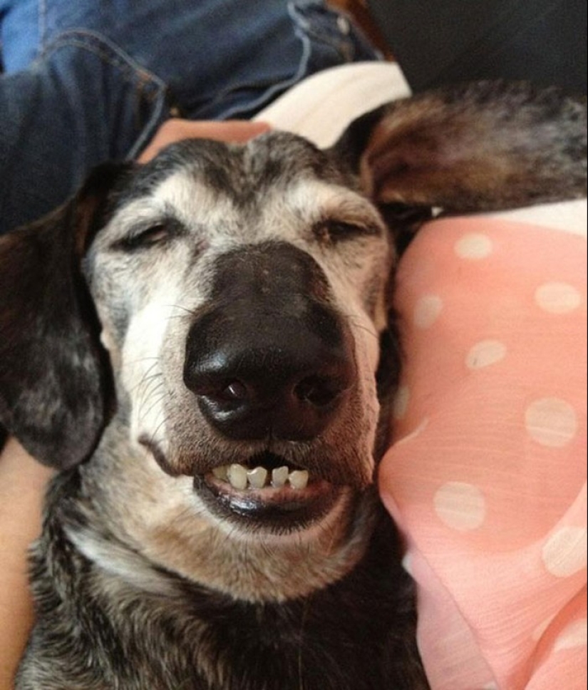 Cansado de dormir cachorros, durmiendo en un tazón