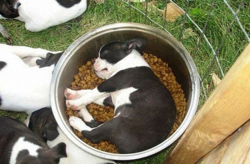 Cansado de dormir cachorros, durmiendo en un tazón