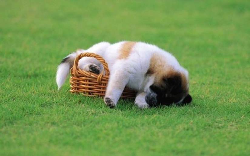 Cansado de dormir cachorros, durmiendo en un tazón