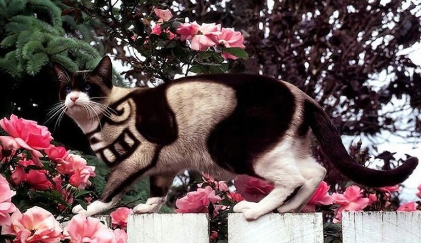 Carpenting is a form of art or animal abuse?