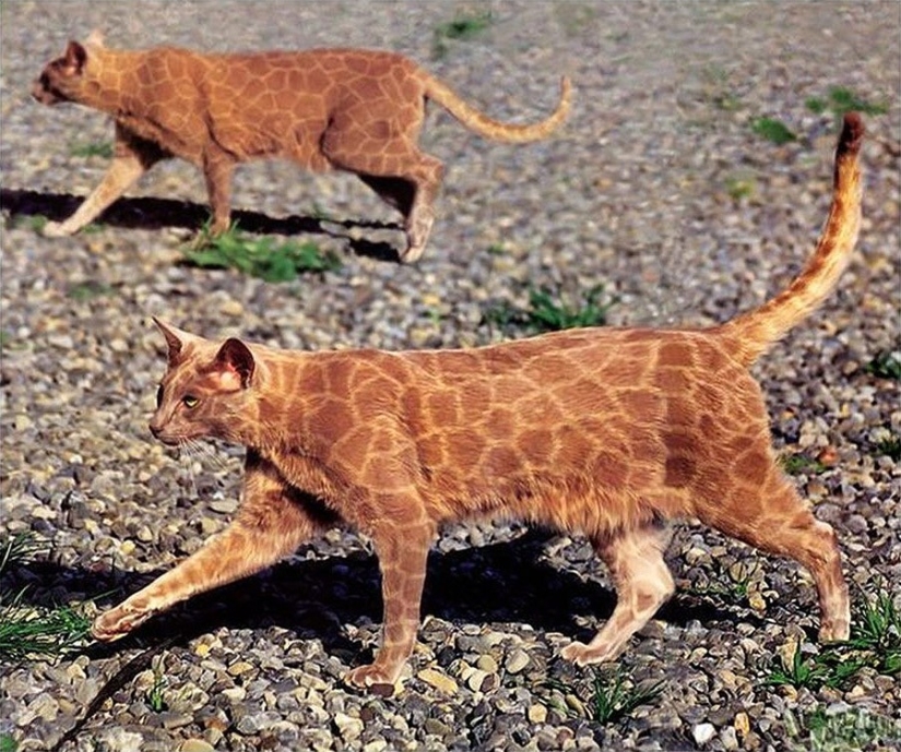 Carpenting is a form of art or animal abuse?