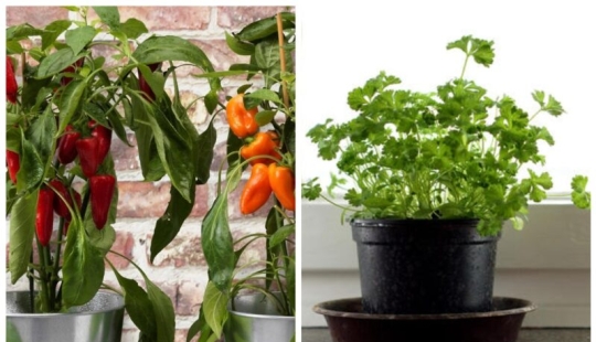 Casa de huerta: 7 delicioso y saludable de las plantas que pueden ser cultivadas en el alféizar de la ventana Casa de huerta: 7 delicioso y saludable de las plantas que pueden ser cultivadas en el alféizar de la ventana