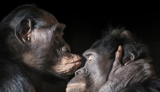 Casi como personas. Animales en imágenes por Tim Flach Casi como personas. Animales en imágenes por Tim Flach
