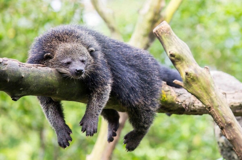 "Cat bears" binturongi — how is the strange beast smelling of popcorn "Cat bears" binturongi — how is the strange beast smelling of popcorn