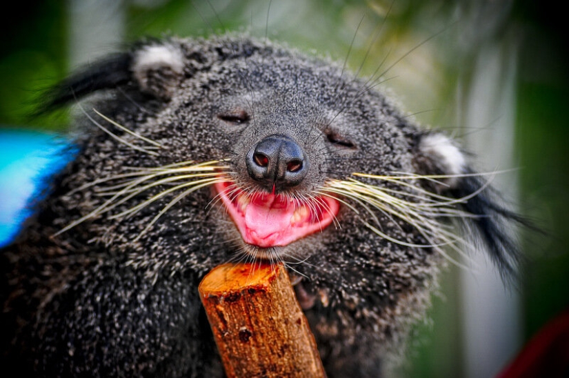 "Cat bears" binturongi — how is the strange beast smelling of popcorn "Cat bears" binturongi — how is the strange beast smelling of popcorn