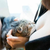 Cats and Breasts: A Soothing Album by a Japanese Photographer