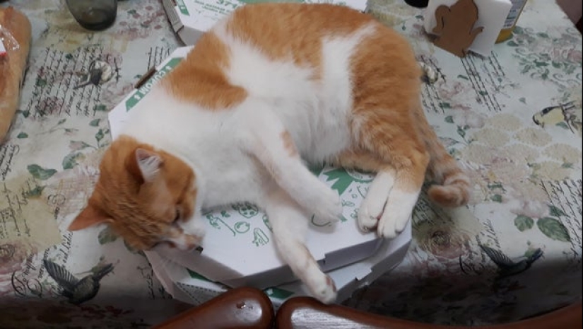 Cats and pizza are the perfect combination, and here's 18 proofs