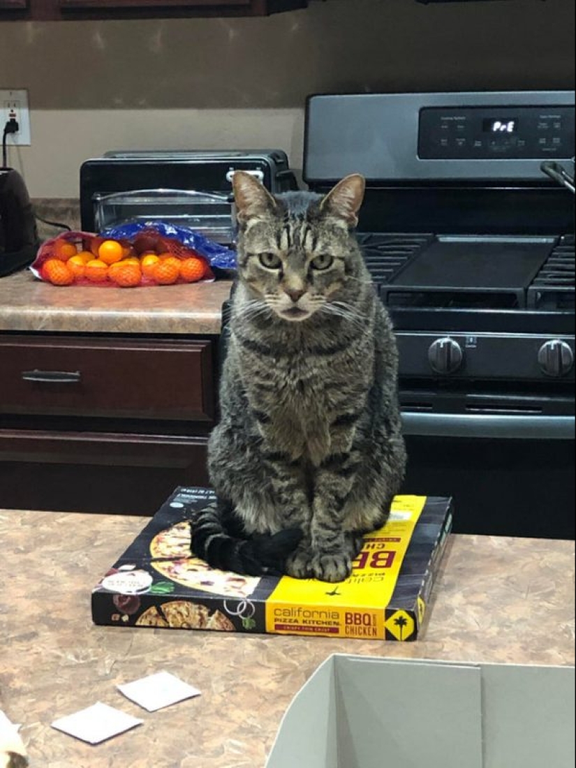 Cats and pizza are the perfect combination, and here's 18 proofs
