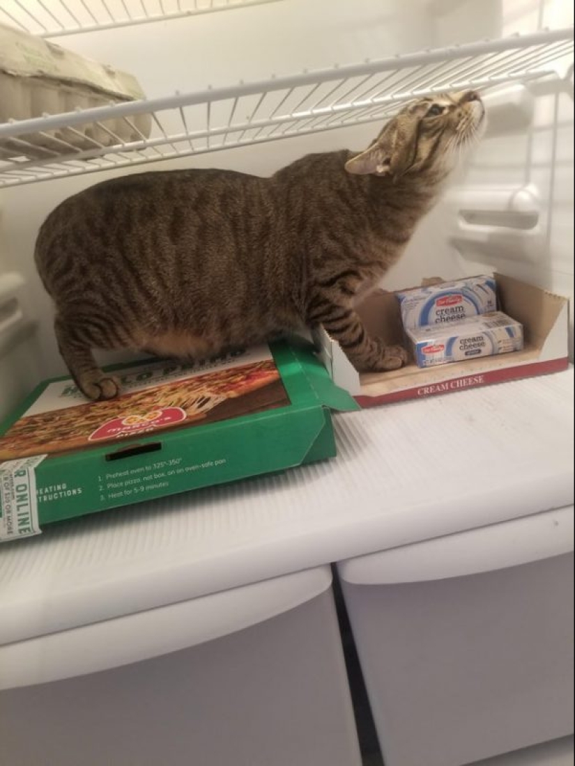 Cats and pizza are the perfect combination, and here's 18 proofs