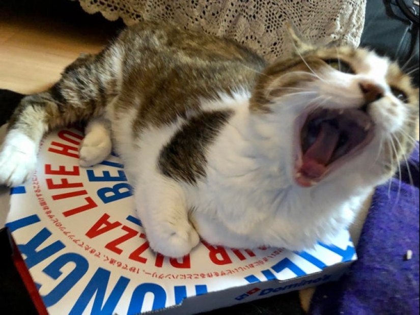 Cats and pizza are the perfect combination, and here's 18 proofs