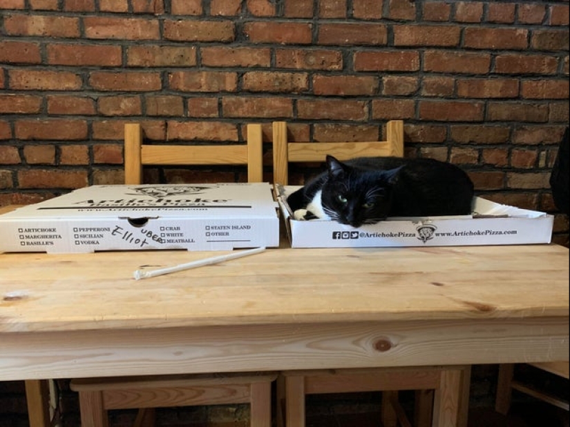 Cats and pizza are the perfect combination, and here's 18 proofs