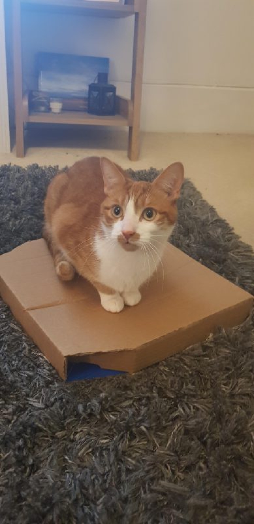 Cats and pizza are the perfect combination, and here's 18 proofs