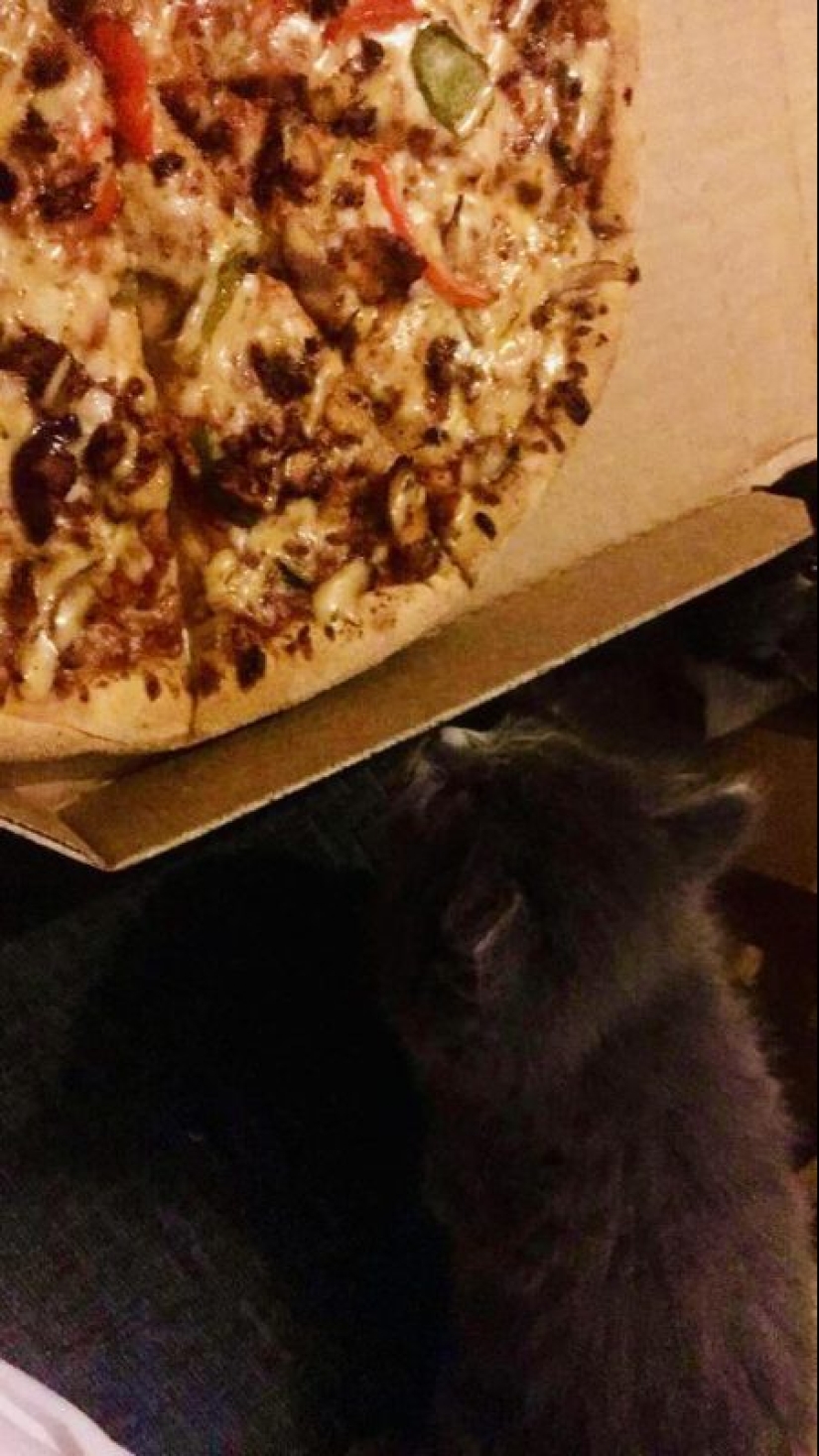 Cats and pizza are the perfect combination, and here's 18 proofs