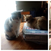 Cats and pizza are the perfect combination, and here's 18 proofs