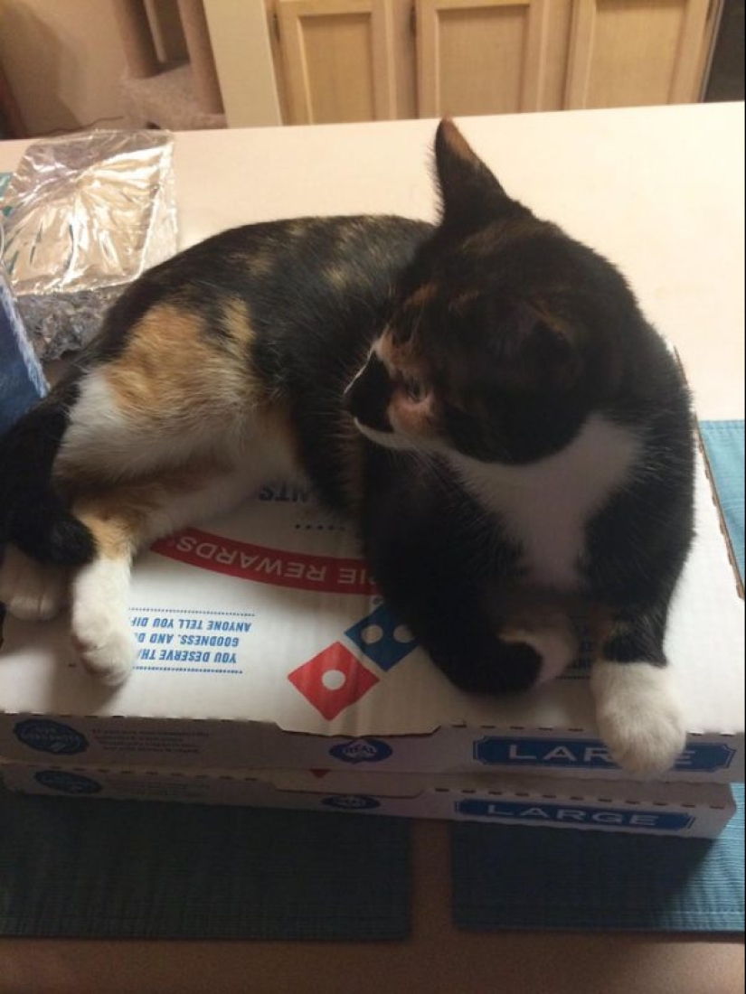 Cats and pizza are the perfect combination, and here's 18 proofs
