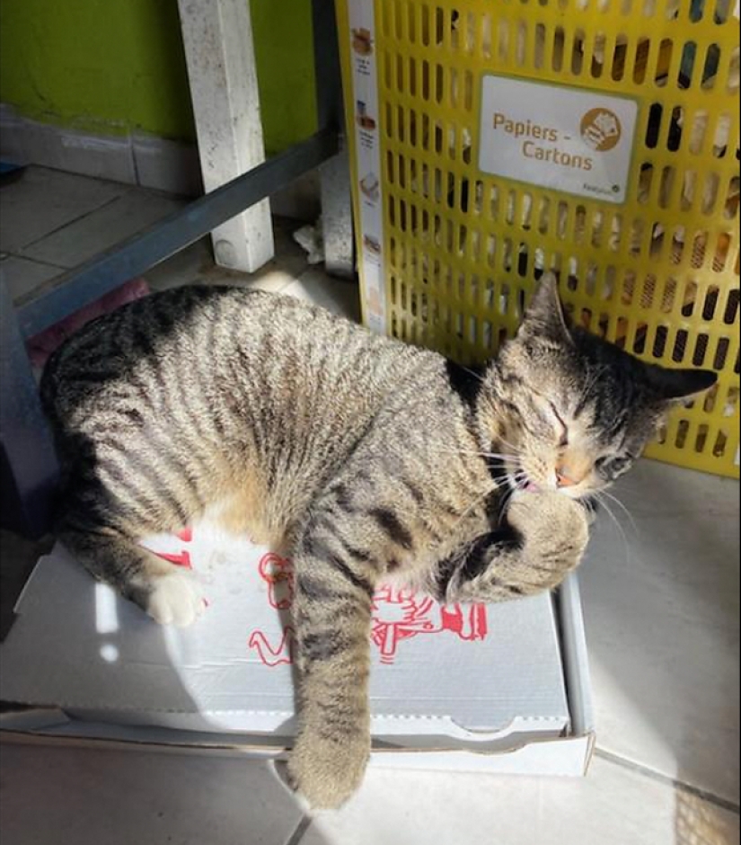 Cats and pizza are the perfect combination, and here's 18 proofs