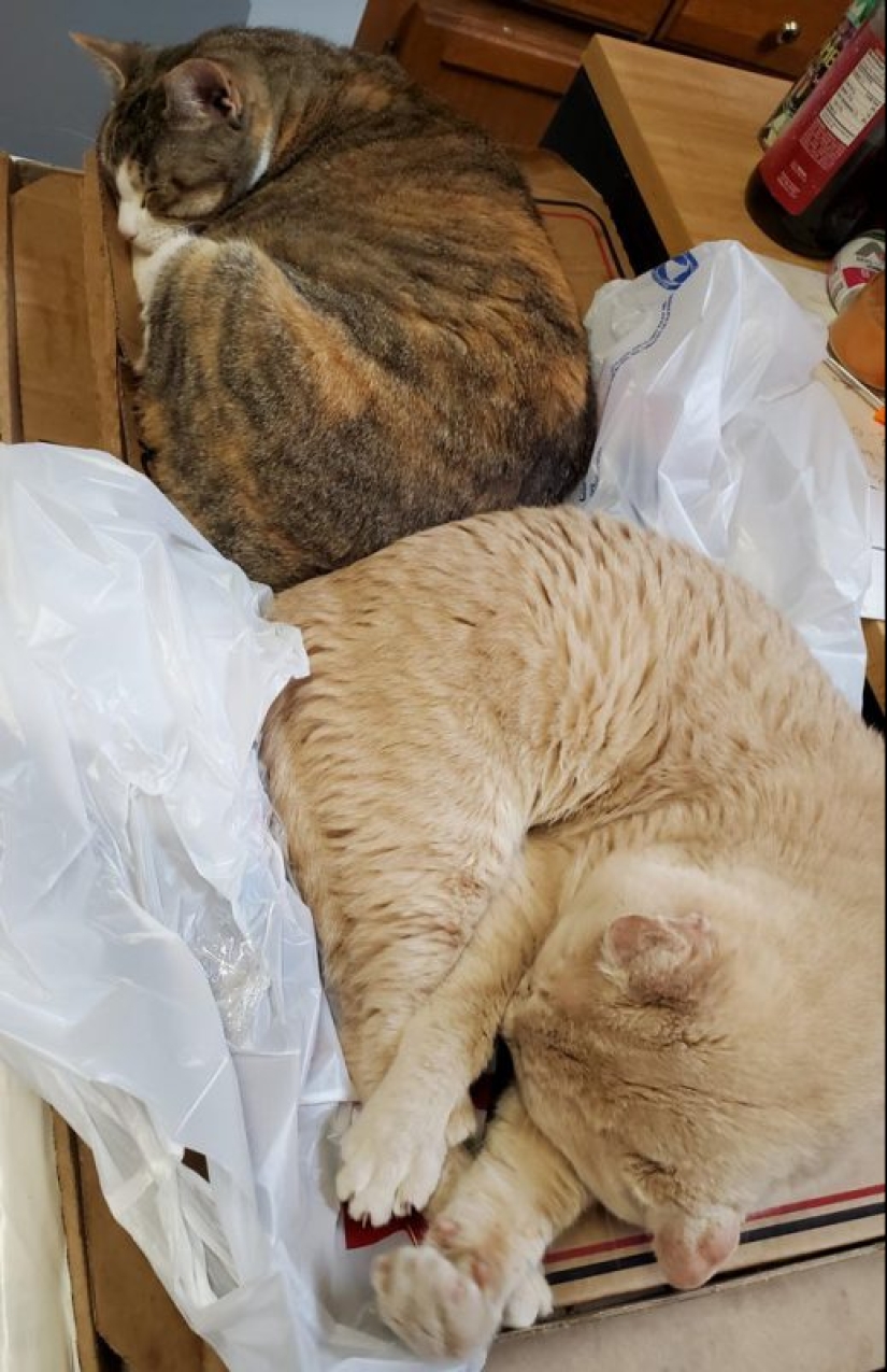 Cats and pizza are the perfect combination, and here's 18 proofs