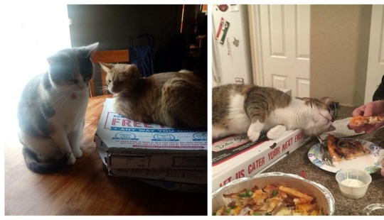 Cats and pizza are the perfect combination, and here's 18 proofs