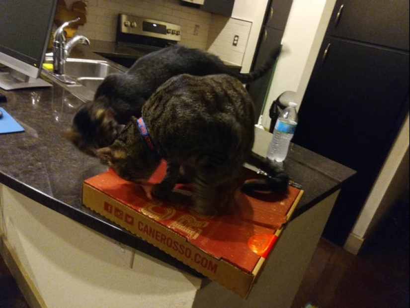 Cats and pizza are the perfect combination, and here's 18 proofs