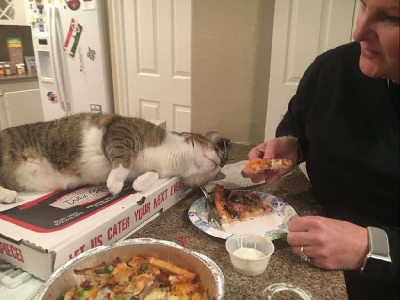 Cats and pizza are the perfect combination, and here's 18 proofs