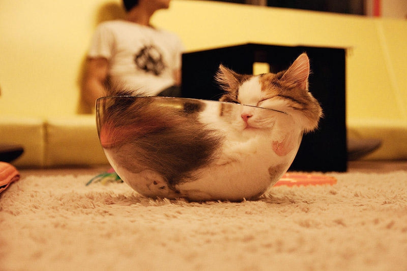 Cats are liquid, there is evidence Cats are liquid, there is evidence