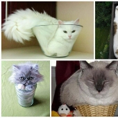 Cats are liquid, there is evidence