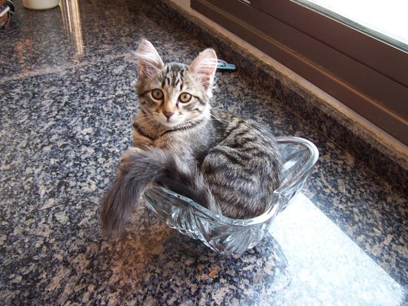 Cats are liquid, there is evidence Cats are liquid, there is evidence