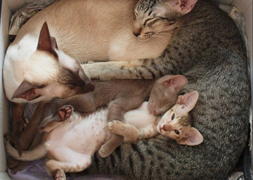 Cats are taught to spend time with family