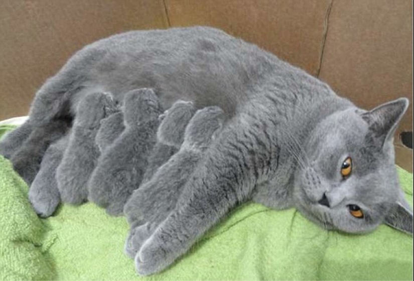 Cats are taught to spend time with family