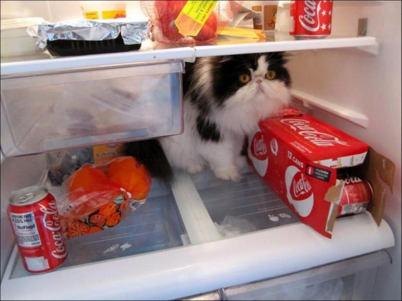 Cats in refrigerators