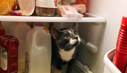 Cats in refrigerators Cats in refrigerators
